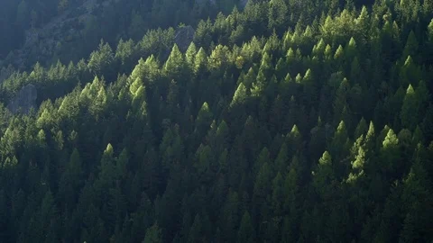 Sunlight Painted on Conifer Treetops in the Alps Stock-Footage 82263877