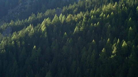 Sunlight Painted over Pine Trees in the Alps Argentiere France Video stock 100273735