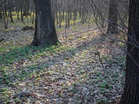 Sunlight in the Park in spring Stock Photos
