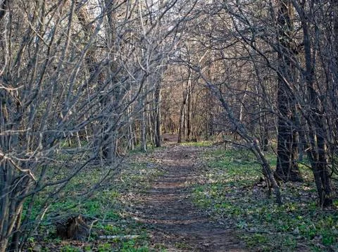 Sunlight in the Park in spring Foto stock