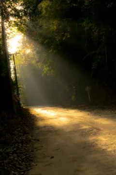 Sunlight pass through the forest Stock Photos