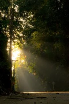 Sunlight pass through the forest Stock Photos
