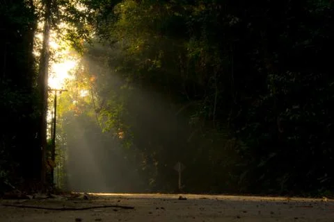 Sunlight pass through the forest Stock Photos