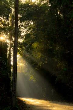 Sunlight pass through the forest Stock Photos