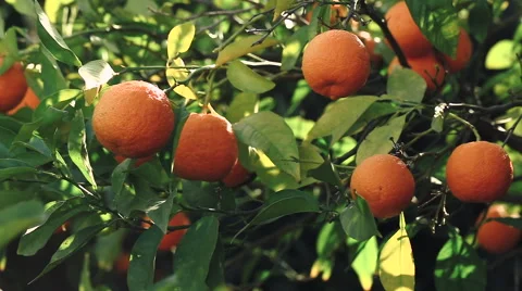 Sunlight passes through the branch, which is swaying in the wind with oranges. Vídeo Stock 62282631