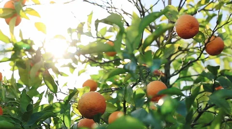 Sunlight passes through the branch, which is swaying in the wind with oranges. Vídeo Stock 62282784