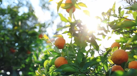 Sunlight passes through the branch, which is swaying in the wind with oranges. Stockbeeldmateriaal 62282867