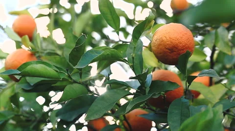 Sunlight passes through the branch, which is swaying in the wind with oranges. Vídeos de archivo 62282978