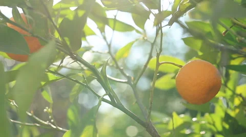 Sunlight passes through the branch, which is swaying in the wind with oranges. 스톡 동영상 62283148