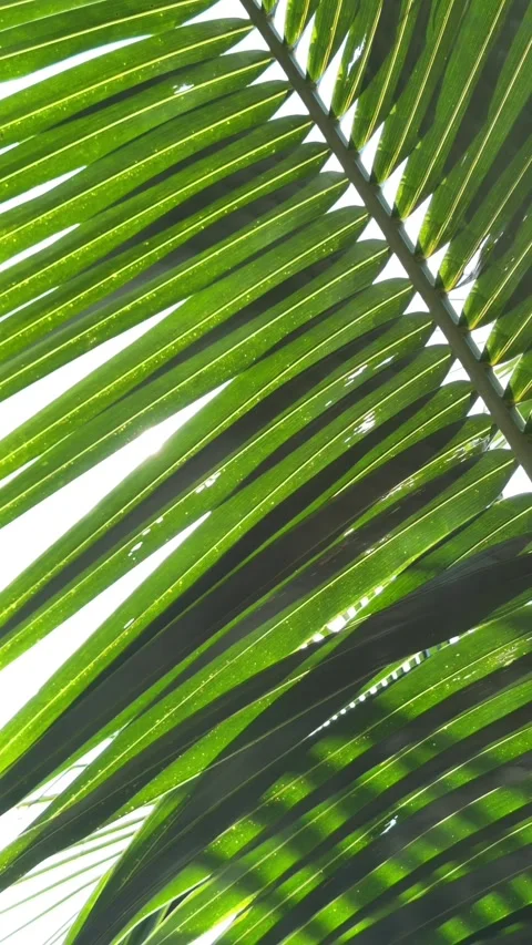 Sunlight passes through coconut palm leaves against open tropical sky forming br Stock Footage 338000665