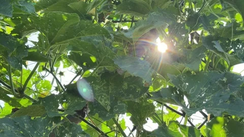 Sunlight passes through dense green plantation foliage creating bright Vidéo 333578778