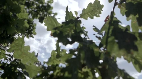 Sunlight passes through the oak leaves Stock Footage 62808492