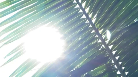 Sunlight passes through palm foliage forming bright rays across tropical canopy Stock Footage 332472663