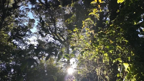 Sunlight passes through tree leaves in the rain forest in Thailand Stock Footage 99791052