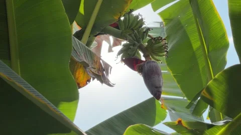 Sunlight passes through wide green leaves beside a cluster of unripe banana Stock Footage 331300740