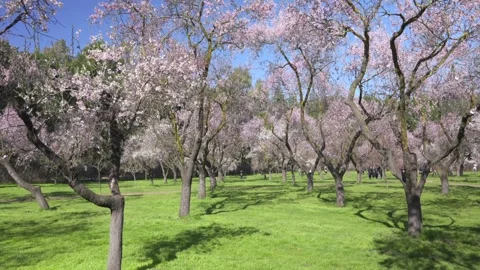 Sunlight passing through beautiful blooming almond trees in a park Video stock 329790928