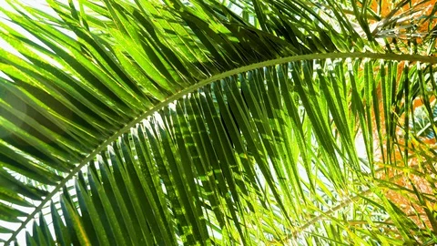Sunlight passing through green leaves of a palm tree against the blue sky. 4K Stock Footage 129490092