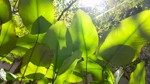 Sunlight Passing Through Green Lush Leaves in a Peaceful Outdoor Environment Stock Footage 315233178