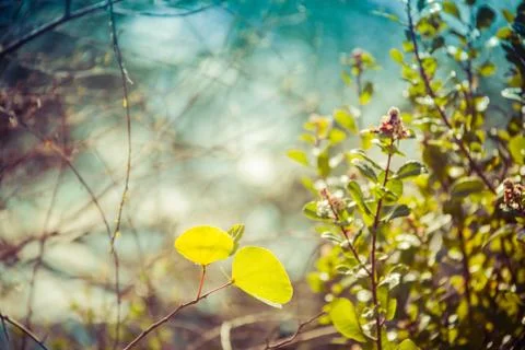 Sunlight passing Through a Leaf Stock Photos