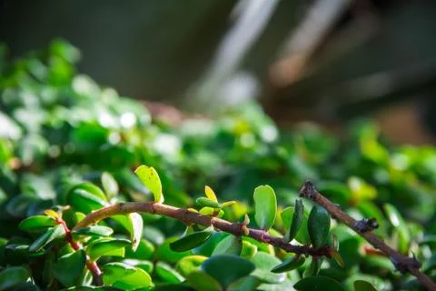 Sunlight passing Through a Leaf Fotos Stock
