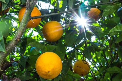 Sunlight passing through a lemon tree Stock Photos