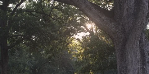 Sunlight passing through the tree branches Stock Footage 103756107