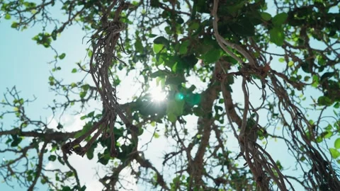 Sunlight passing through tree creating a lens flare with roots hanging down Stock Footage 252041374