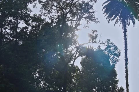 Sunlight passing through the tree Stock Photos