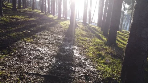 Sunlight passing through the trees Stock Footage 129099522