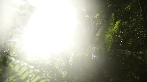 Sunlight passing through trees in the forest 스톡 동영상 72503428