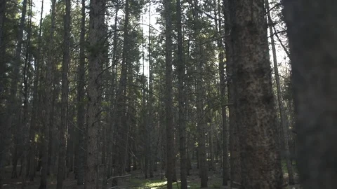 Sunlight Passing Through Trees In Slow Motion 스톡 동영상 105189572