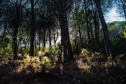 Sunlight passing through the woods Stock Photos