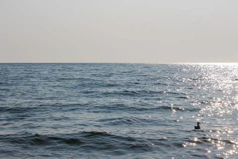 Sunlight path on sea surface on a sunny summer day and seagull swimming in .. Stock-Fotos
