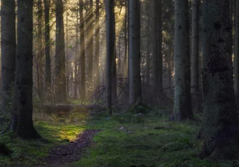 Sunlight on path through forest Stock Photos