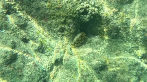 Sunlight Patterns Dancing on Shallow Underwater Rocky Reef Floor Stock Footage 331899081