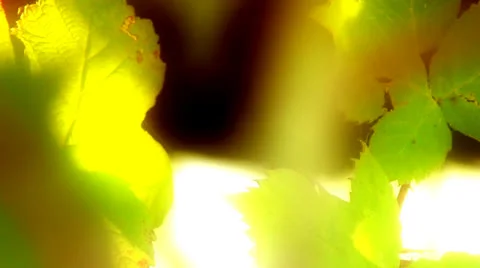 Sunlight Peace Background Stock Footage 27189534