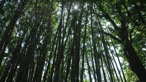 Sunlight peaking through Bamboo Forest in India Stock Footage 261035874