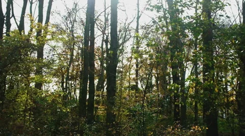 Sunlight Peaking Through Forest Stock Footage 43910146