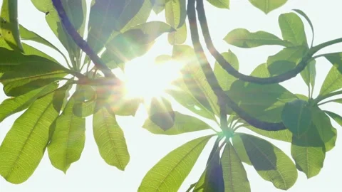 Sunlight peaking through green leaf Stock Footage 234795179