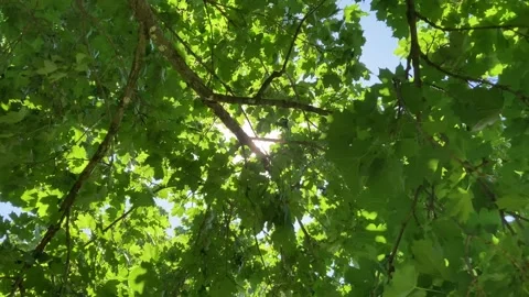 Sunlight peaking through green maple tree with lens flare Stock Footage 225496360