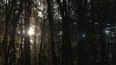 Sunlight peaking through lush green forest panning left to right Stock-Footage 107035689