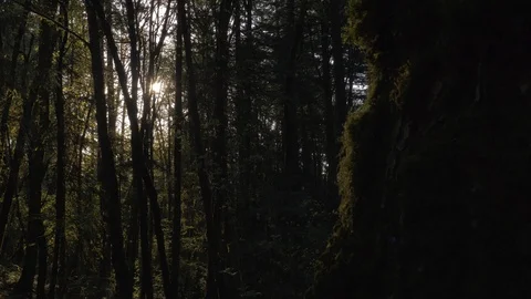 Sunlight peaking through lush green forest with moss covered tree in foreground Vidéo 107035722