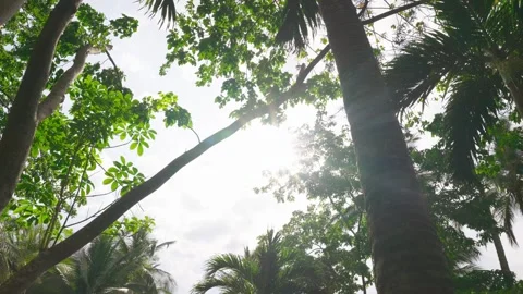 Sunlight Peaking Through Palm Trees Stock Footage 330792157