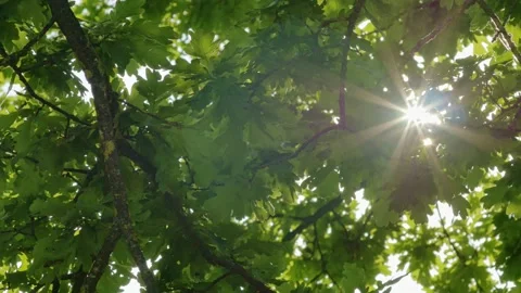 Sunlight peaks through summer leaves handheld Stock Footage 132763225