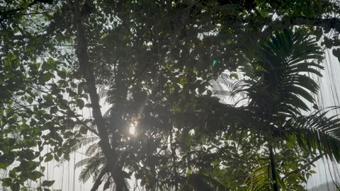 Sunlight peaks through thick tropical forest trees in Taram, West Sumatra. Stock Footage 346012858