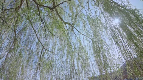 Sunlight peaks through trees slow motion Video stock 124367823