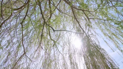 Sunlight peaks through trees slow motion Stock Footage 124370270