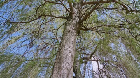 Sunlight peaks through trees slow motion Stock Footage 124370279