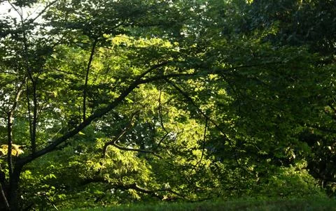 Sunlight peaks thru a tree in Central Park Stock Photos