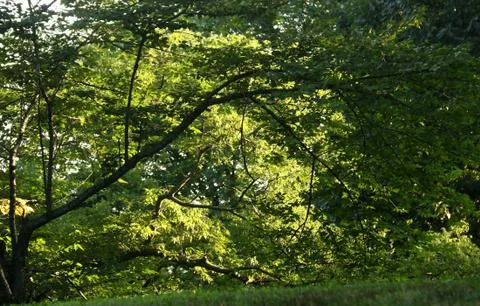 Sunlight peaks thru a tree in Central Park Stock Photos